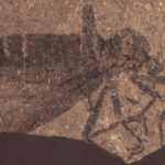 Bibionidae fossil