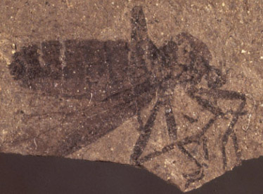 Bibionidae fossil