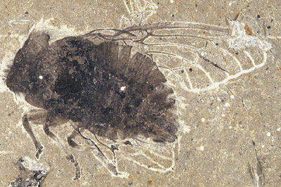 Fish and Insect Fossils – Evolving Earth Foundation