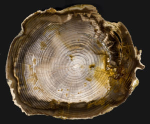 Petrified Wood, Piceoxylon, Vantage, Washington