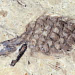 Unidentified fossil cone from the Eocene McAbee deposit