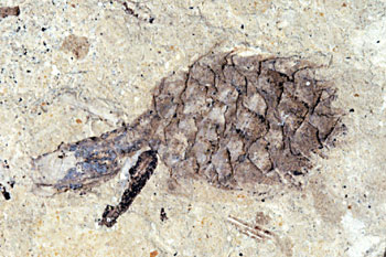 Unidentified fossil cone from the Eocene McAbee deposit