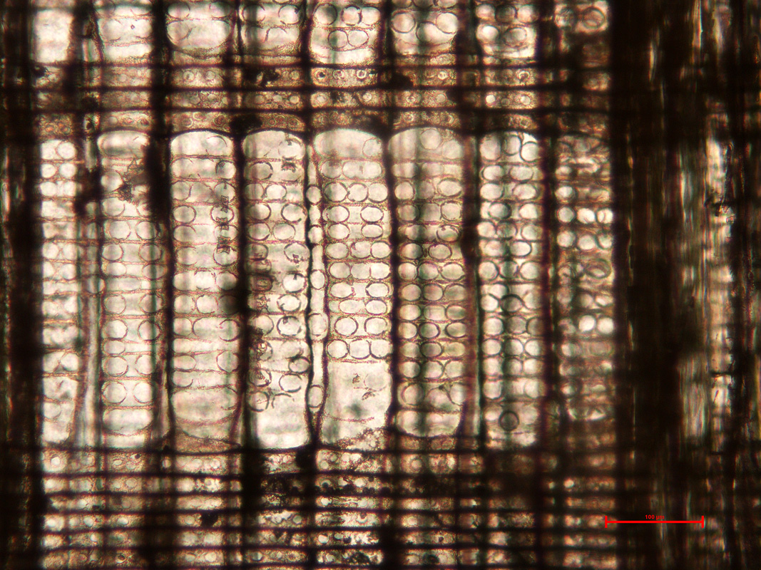 Radial section of fossil Sequoia wood showing large taxodioid cross field pits. Middle Miocene, Washington