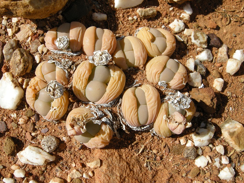 Gibbaeum sp. Little Karoo, Western Cape Province, South Africa