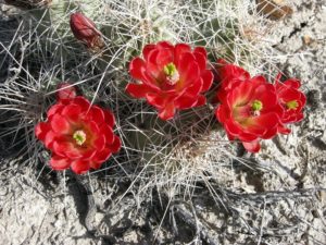 Flowers of the hedgehog cactus, Echinocereus coccineus. Near Mack, Mesa County, Colorado