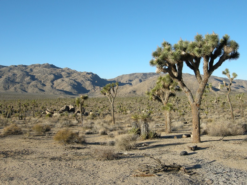 Joshua trees (Yucca brevifolia) at Joshua Tree National Park, California