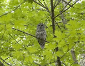 Barred owl (Strix varia), Bainbridge Island, Washington