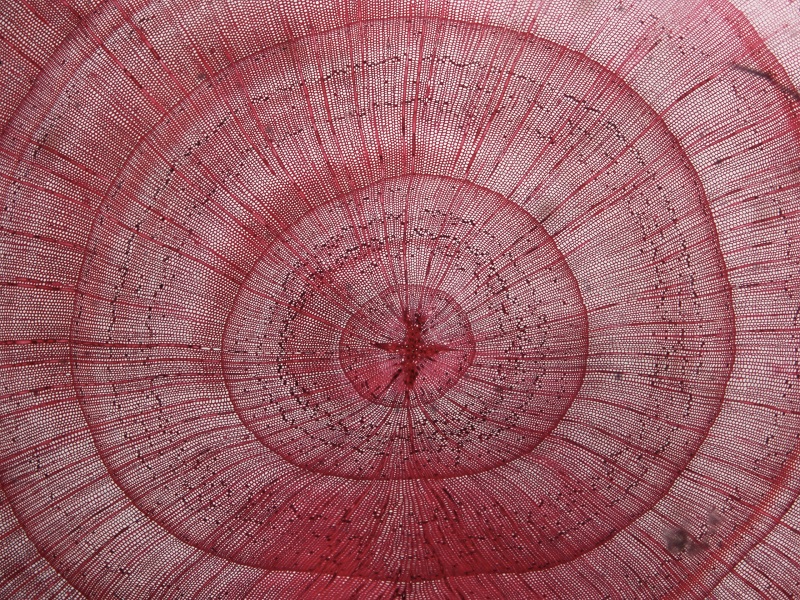 Transverse section of modern California incense cedar (Calocedrus decurrens) showing central pith and several growth rings