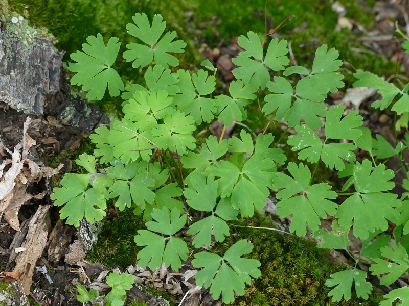 Foliage of native columbine (Aquilegia formosa), Snohomish County, Washington