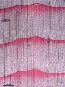 Transverse section of White spruce (Picea glauca) showing growth rings with resin canals