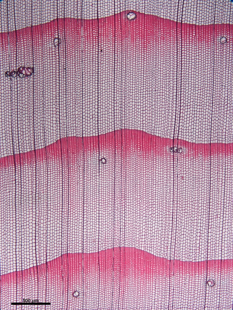 Transverse section of White spruce (Picea glauca) showing growth rings with resin canals