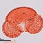 Fossil pine pollen from the late Miocene Vasa Park flora, King County, Washington