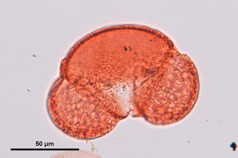 Fossil pine pollen from the late Miocene Vasa Park flora, King County, Washington