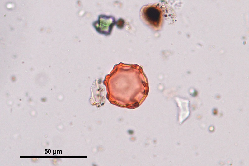 Fossil six-pored alder pollen from the late Miocene Vasa Park flora, King County, Washington