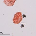 Fossil holly (Ilex) pollen from the late Miocene Vasa park flora, King County, Washington