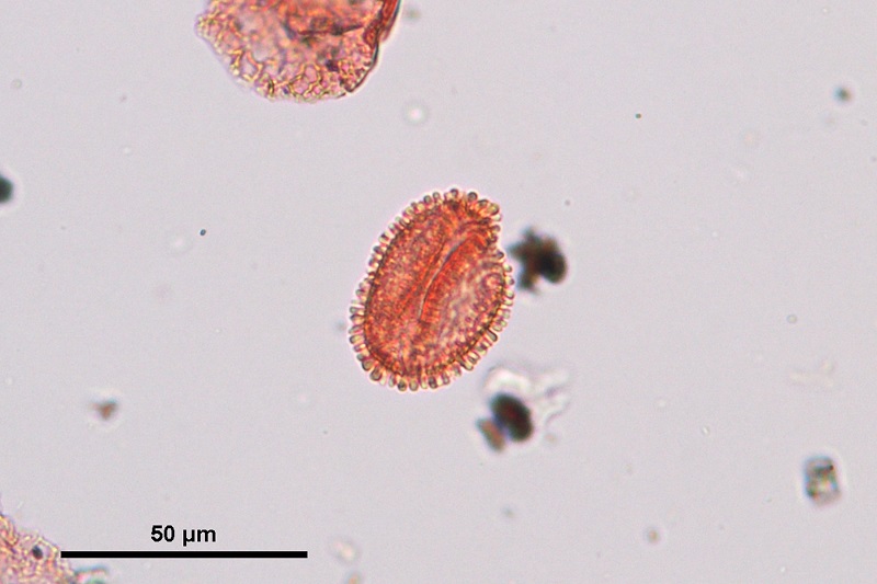 Fossil holly (Ilex) pollen from the late Miocene Vasa park flora, King County, Washington
