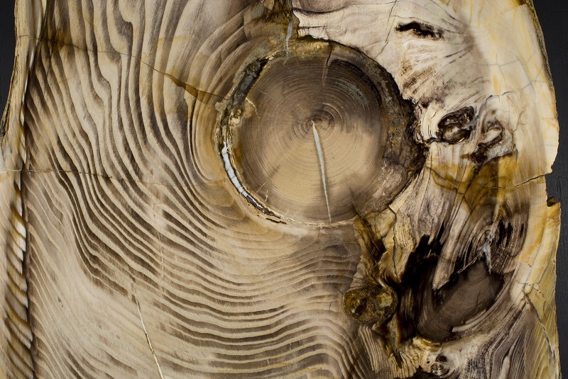 Polished slab of fossil conifer wood from the middle Miocene of central Washington State