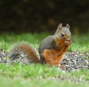 Douglas squirrel