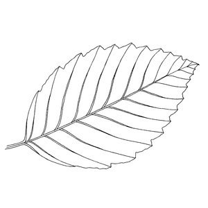 alder leaf