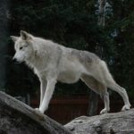 Wolf in Alaska stands stretched across weathered logs and watches intently