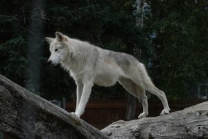 Wolf in Alaska stands stretched across weathered logs and watches intently